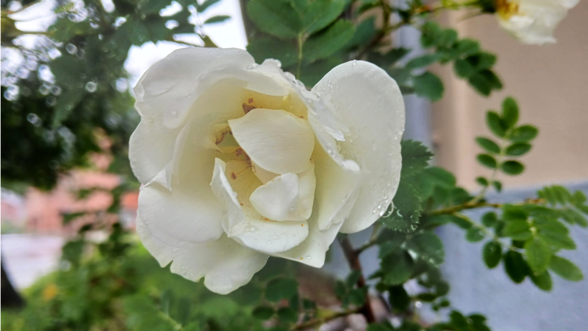 The museum will close today at 5:00 PM. Happy Midsummer!